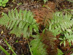 Blechnum fraseri. Mature fertile and sterile fronds.
 Image: L.R. Perrie © Leon Perrie CC BY-NC 3.0 NZ